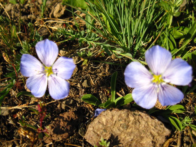 Blue flower Sonora Pass Spring.